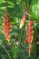 Heliconia bihai flower Red palulu, bright and colourful tropical flowers on background of green leaves. Natural garden, Thailand