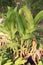 Heliconia bihai flower tree in farm