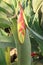 Heliconia bihai flower on tree in farm