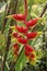 Heliconia bihai flower on tree in farm