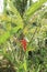 Heliconia bihai flower on tree in farm