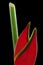 Heliconia on Black