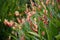 Heliconia bush Plants and Flowers