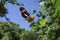 Heliconia Butterfly in front of blue sky