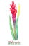 Heliconia caribaea, red form isolated on white hand painted watercolor illustration