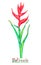Heliconia caribaea, red form isolated on white hand painted watercolor illustration
