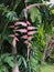 Heliconia Chartacea, Princeville Botanical Gardens, Kauai, Hawaii, USA