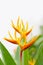 Heliconia flower