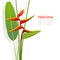 Heliconia flower