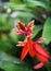 Heliconia flower in Phuket botanic garden