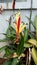 This is a heliconia flower that is starting to get a lot of interest as a decoration