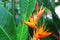 Heliconia flower variety