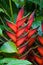 Heliconia flowers