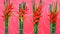 Heliconia flowers background