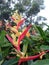 Heliconia flowers in a beautiful garden