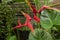 Heliconia flowers in the front garden