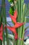 Heliconia is a genus of flowering plants in the family Heliconiaceae. Common names for the genus include Dwarf Jamaican flower,lob