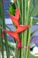 Heliconia is a genus of flowering plants in the family Heliconiaceae. Common names for the genus include Dwarf Jamaican flower,lob