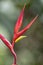 Heliconia growing inside a forest