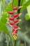 Heliconia, Hanging Lobster Claw, Heliconia rostrata