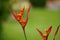 Heliconia (Heliconiaceae, lobster-claws, toucan beak, wild plantains, false bird of paradise) with natural background