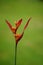 Heliconia (Heliconiaceae, lobster-claws, toucan beak, wild plantains, false bird of paradise) with natural background