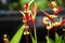 Heliconia (Heliconiaceae, lobster-claws, toucan beak, wild plantains, false bird of paradise) with natural background