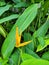 heliconia hirsuta flower