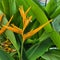 heliconia hirsuta flower