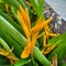 heliconia hirsuta flower