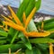 heliconia hirsuta flower