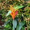 heliconia hirsuta flower