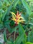 Heliconia hirsuta grows in the yard with yellow flowers color