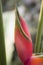 Heliconia II