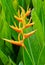 Heliconia inflorescence