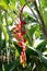 Heliconia lobster claw