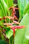 Heliconia or lobster claw flower