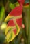 Heliconia Lobster-claw orange yellow Flower Bloomi