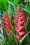 Heliconia lobster claw plants in Okinawa