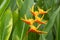 Heliconia, Lobster-claws