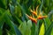 Heliconia, Lobster-claws