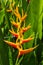 Heliconia, Lobster-claws