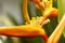 Heliconia macro blur background. Close up defocused flower.