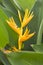 Heliconia macro blur background. Close up defocused flower.