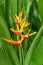 Heliconia (Parakeet flower)