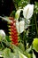 Heliconia and Peace Flowers in a lush jungle garden.