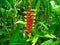 Heliconia Pendula - Hanging Crab Claw Flower