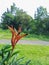 Heliconia plants that grow wild in the residential area of Sentul, Bogor, Indonesia