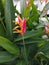 Heliconia psiitacorum flower