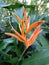 Heliconia psittacorum